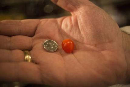 Nećete verovati: U Izraelu uzgojen najmanji paradajz na svetu (FOTO)