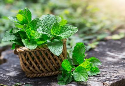 Za šta je sve dobra nana 1055218406