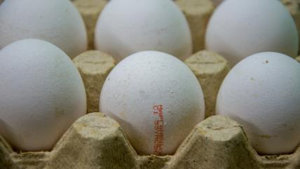 Jaja sa oznakom u kartonu